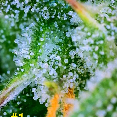Apple Fritter Auto  growlog timeline photo
