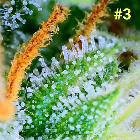 Apple Fritter Auto  growlog timeline photo