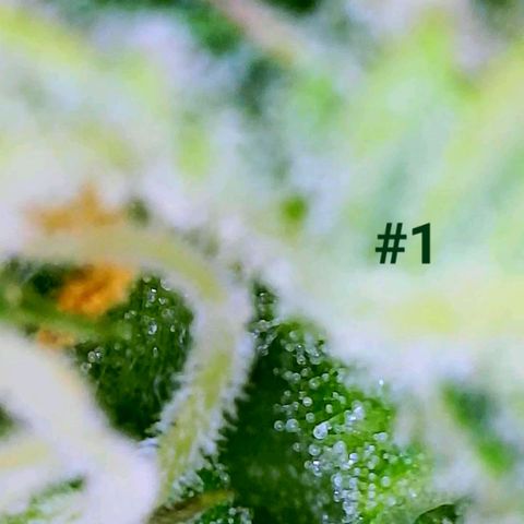 Apple Fritter Auto  growlog timeline photo
