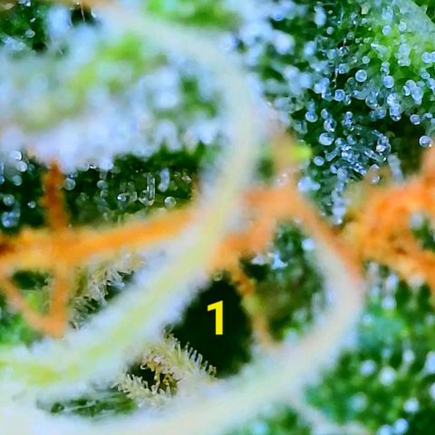 Apple Fritter Auto  growlog timeline photo