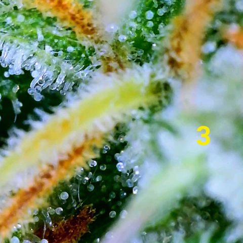 Apple Fritter Auto  growlog timeline photo