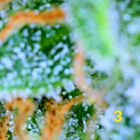 Apple Fritter Auto  growlog timeline photo