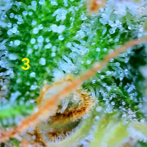 Apple Fritter Auto  growlog timeline photo