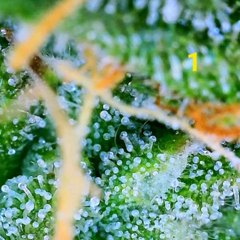 Apple Fritter Auto  growlog timeline photo