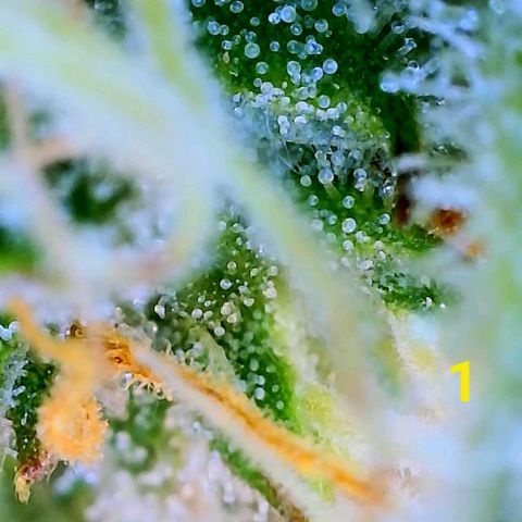 Apple Fritter Auto  growlog timeline photo