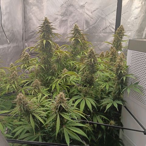 Apple Fritter Auto  growlog photo: 2 plants. I took one out because it was behind 