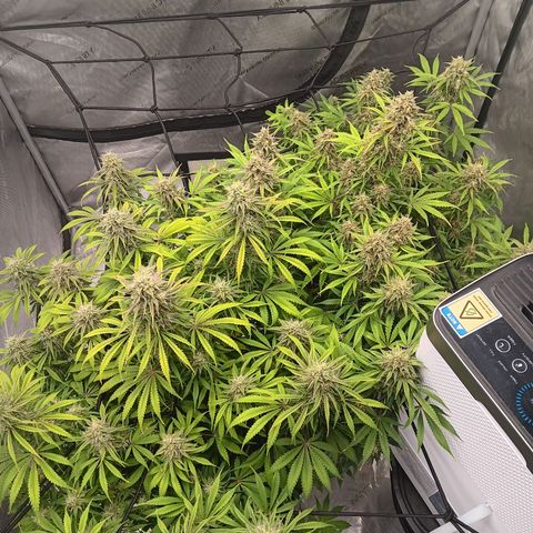 Apple Fritter Auto  growlog photo: 2 plants. I took one out because it was behind 