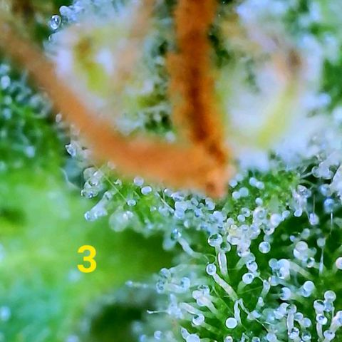 Apple Fritter Auto  growlog timeline photo