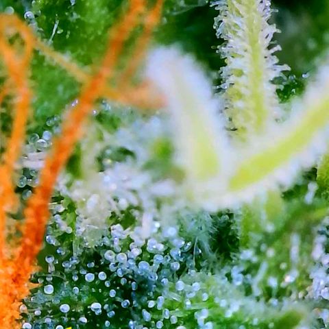 Apple Fritter Auto  growlog timeline photo