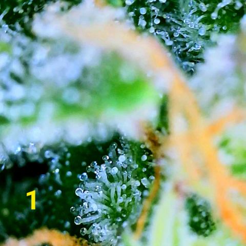 Apple Fritter Auto  growlog timeline photo