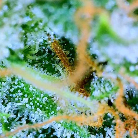 Apple Fritter Auto  growlog timeline photo