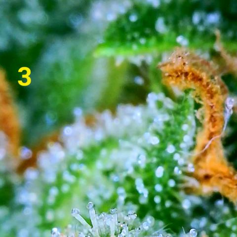 Apple Fritter Auto  growlog timeline photo