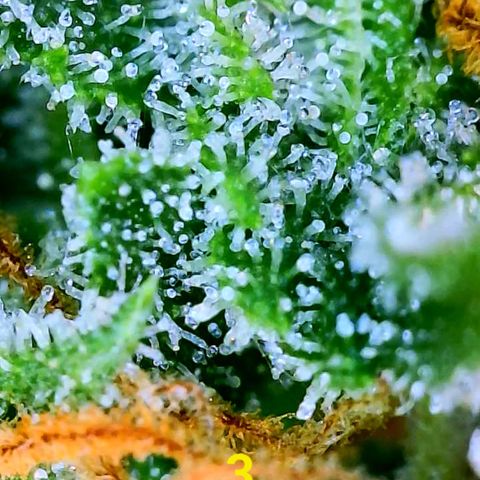 Apple Fritter Auto  growlog timeline photo