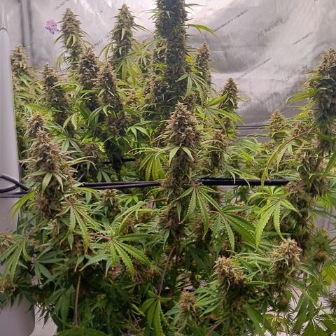 Apple Fritter Auto  growlog timeline photo