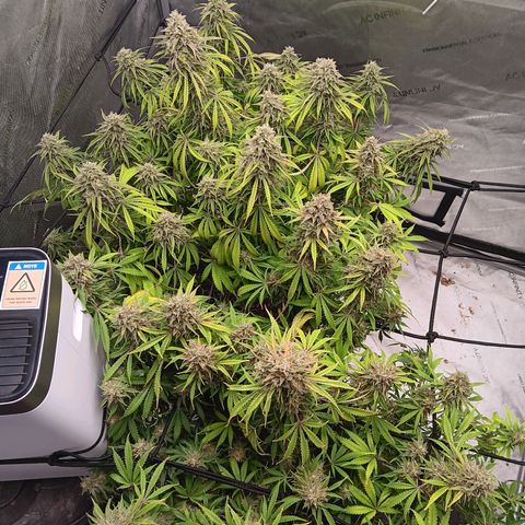 Apple Fritter Auto  growlog timeline photo