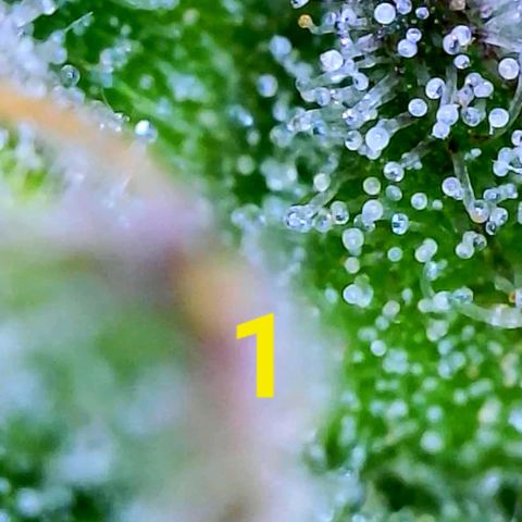 Apple Fritter Auto  growlog timeline photo