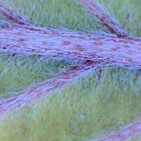 Apple Fritter Auto  growlog timeline photo
