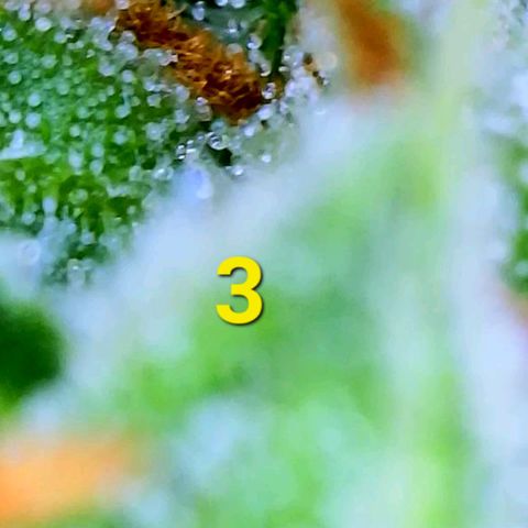 Apple Fritter Auto  growlog timeline photo