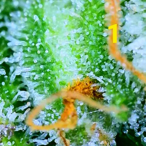 Apple Fritter Auto  growlog timeline photo