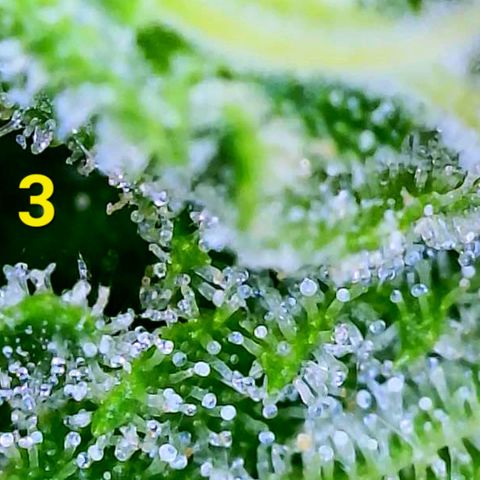 Apple Fritter Auto  growlog timeline photo