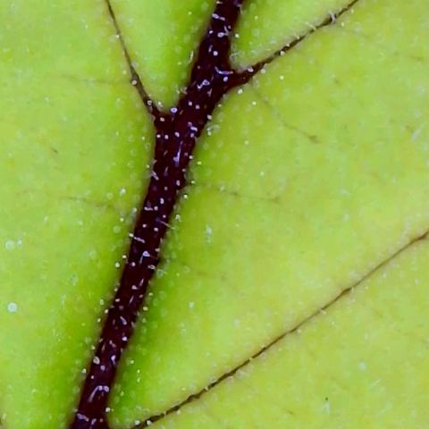 Apple Fritter Auto  growlog timeline photo