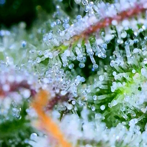 Apple Fritter Auto  growlog timeline photo