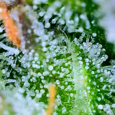 Apple Fritter Auto  growlog timeline photo