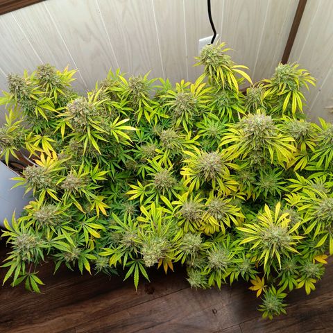 Apple Fritter Auto  growlog timeline photo