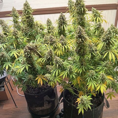 Apple Fritter Auto  growlog timeline photo