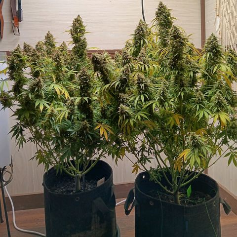 Apple Fritter Auto  growlog timeline photo