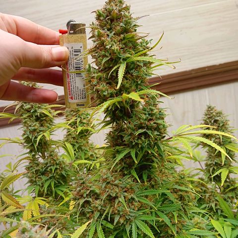 Apple Fritter Auto  growlog timeline photo