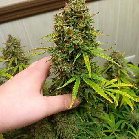 Apple Fritter Auto  growlog timeline photo