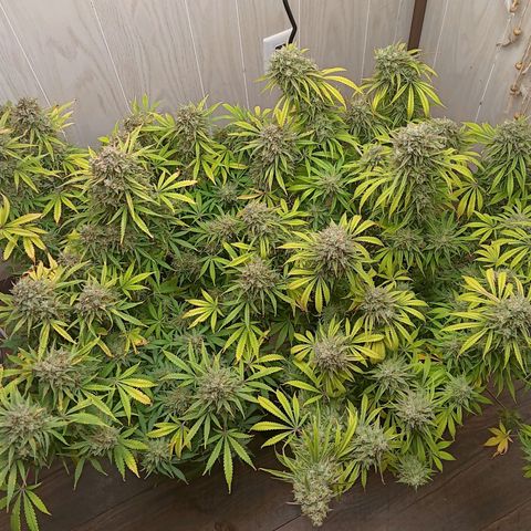 Apple Fritter Auto  growlog timeline photo