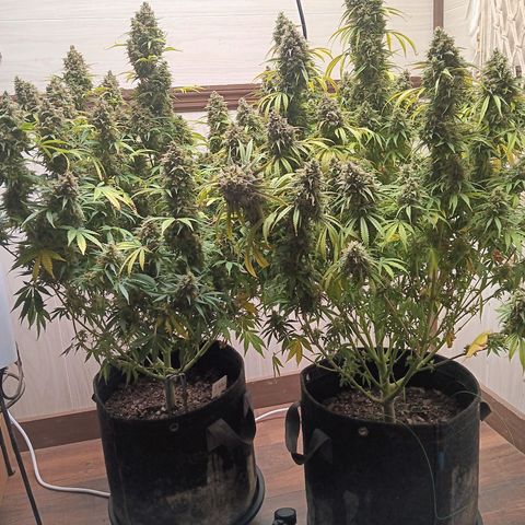 Apple Fritter Auto  growlog timeline photo