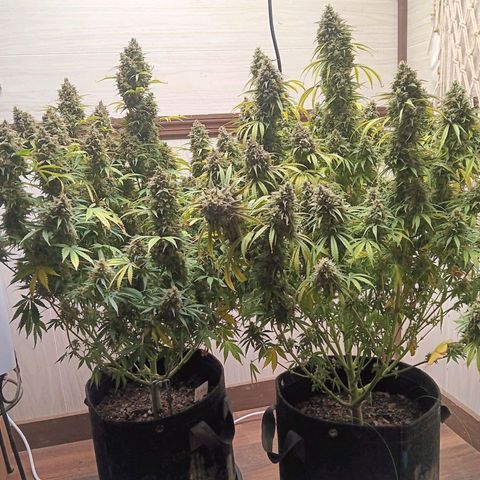Gorilla Cookie Pollen  growlog photo: Failed. No seed. Applied to plant on left 