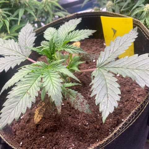 Sweet Zenzation XL Auto growlog timeline photo
