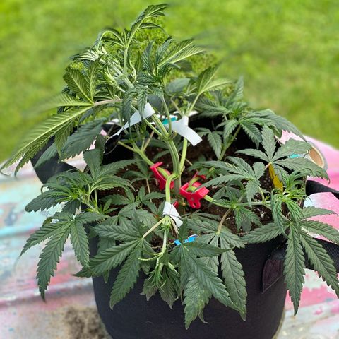 Sweet Zenzation XL Auto growlog photo: LST