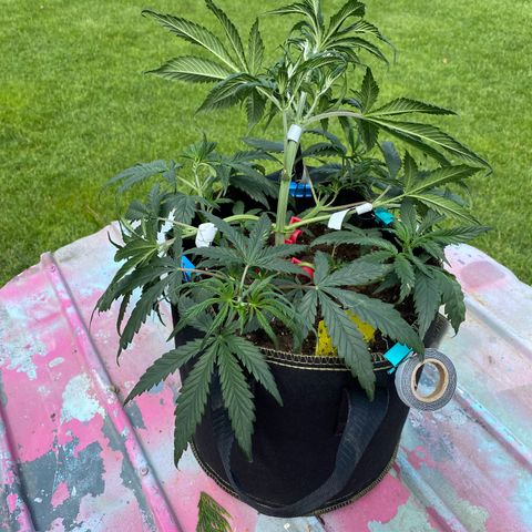 Sweet Zenzation XL Auto growlog photo: LST