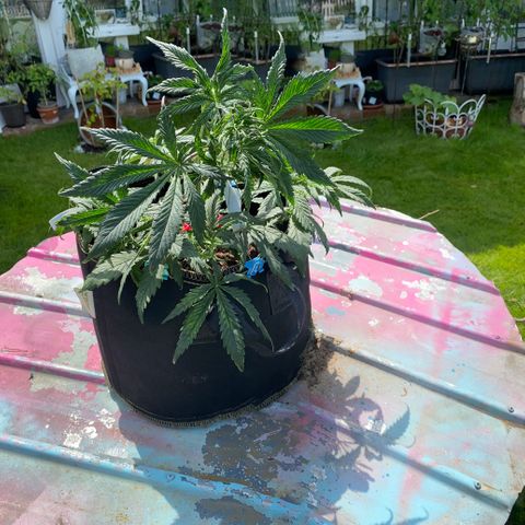 Sweet Zenzation XL Auto growlog photo: LST