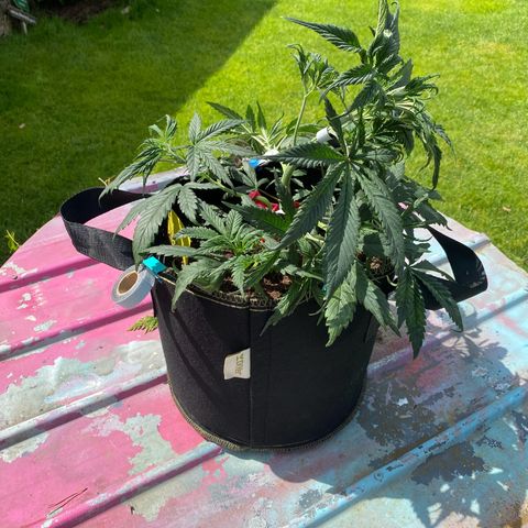 Sweet Zenzation XL Auto growlog photo: LST