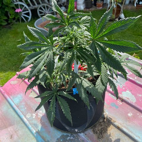 Sweet Zenzation XL Auto growlog timeline photo