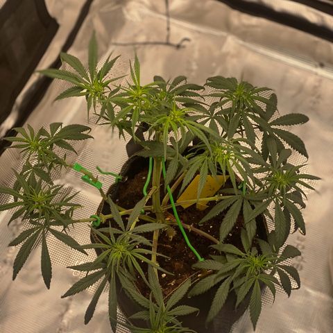 Sweet Zenzation XL Auto growlog photo: LST