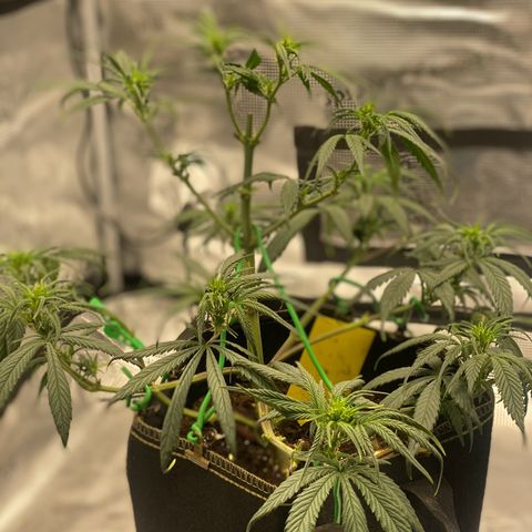 Sweet Zenzation XL Auto growlog photo: LST