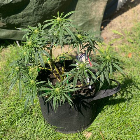 Sweet Zenzation XL Auto growlog timeline photo