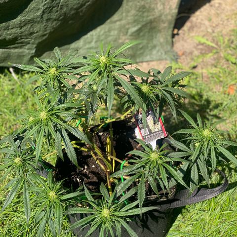 Sweet Zenzation XL Auto growlog timeline photo