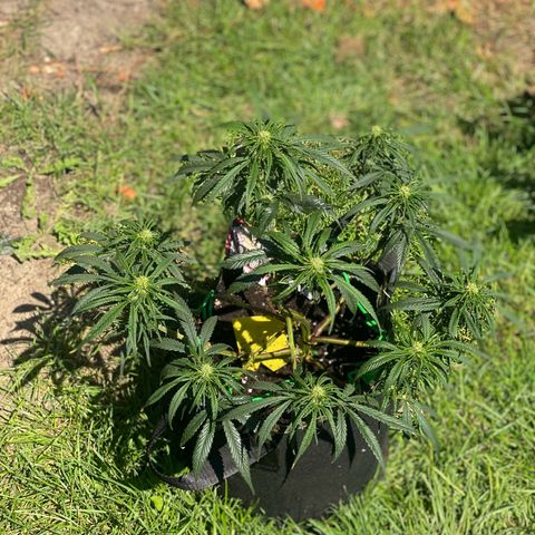 Sweet Zenzation XL Auto growlog timeline photo