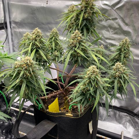 Sweet Zenzation XL Auto growlog timeline photo