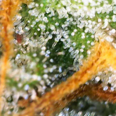 Sweet Zenzation XL Auto growlog photo: Trichome 