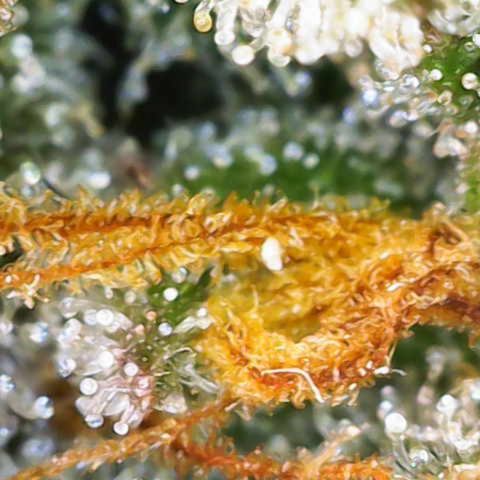 Sweet Zenzation XL Auto growlog photo: Trichome 