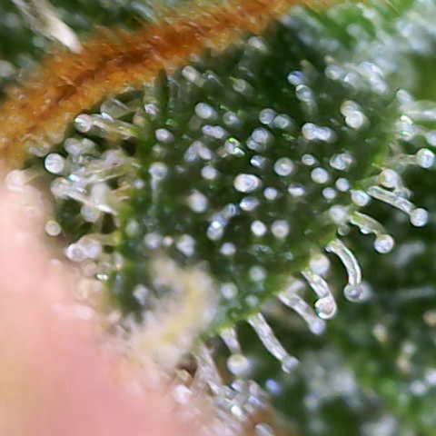 Sweet Zenzation XL Auto growlog photo: Trichome 